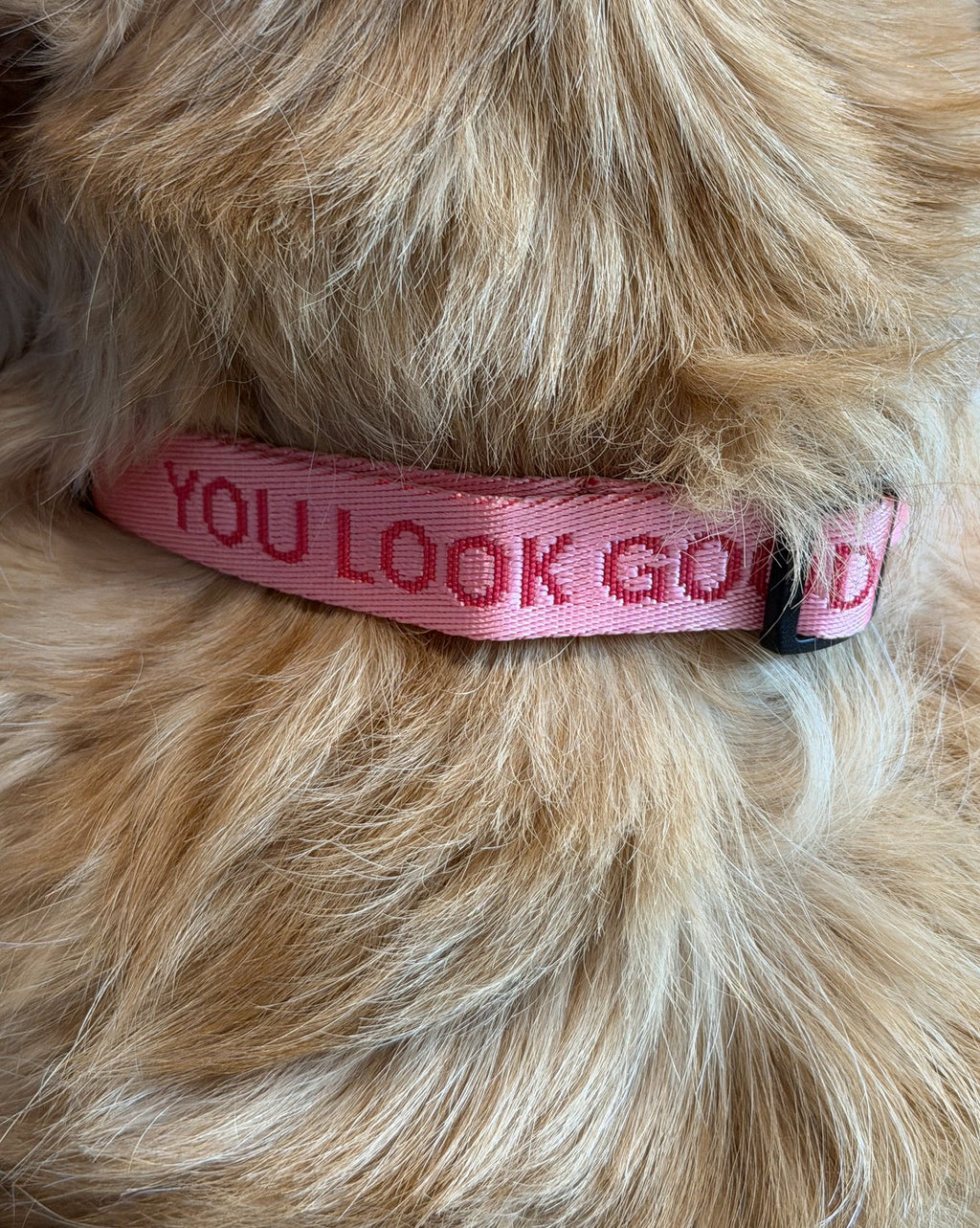 You Look Good Collar