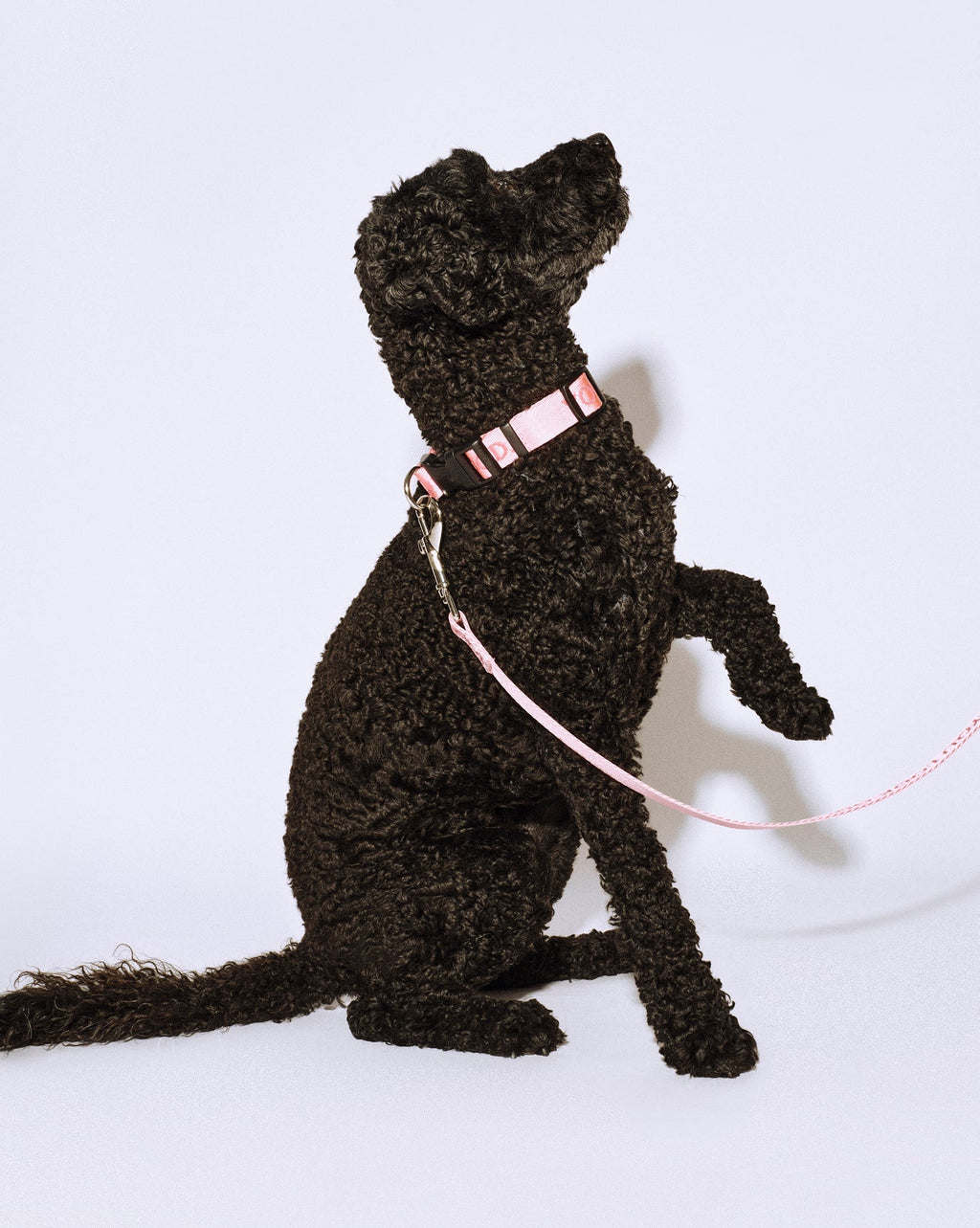 You Look Good Leash